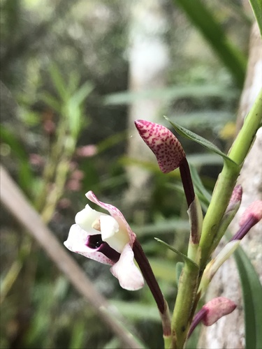 Maxillaria lawrenceana
