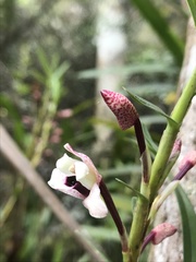 Maxillaria lawrenceana