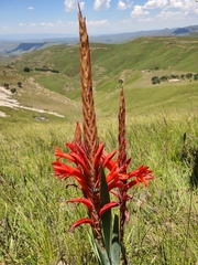 Watsonia gladioloides
