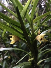 Maxillaria ponerantha