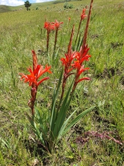 Watsonia gladioloides