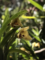 Maxillaria ponerantha
