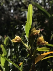 Maxillaria ponerantha