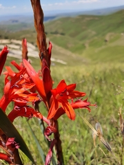 Watsonia gladioloides