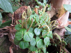 Peperomia serpens
