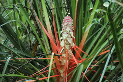 Bromelia balansae