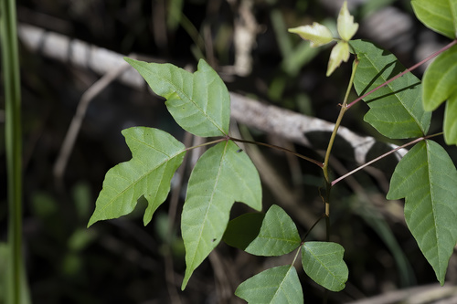 Toxicodendron radicans image