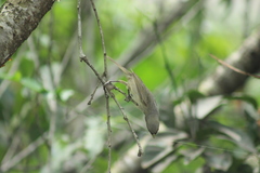 Sporophila caerulescens