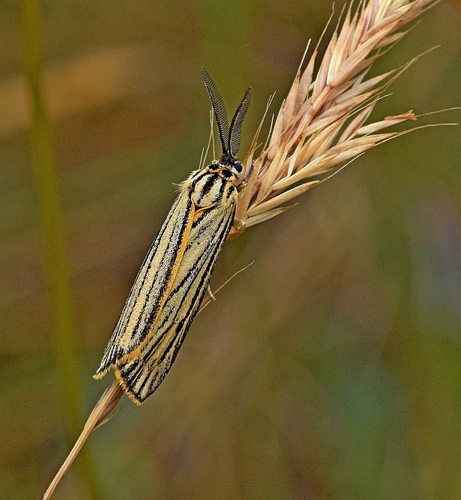 Feathered Footman
