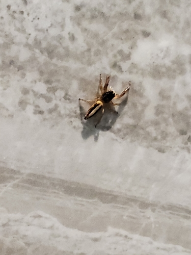 Short-bellied Slender Jumping Spider photo 4