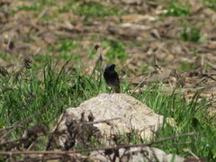 Phoenicurus ochruros