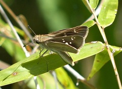 Lerodea eufala eufala