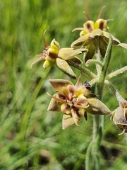 Miraglossum pulchellum