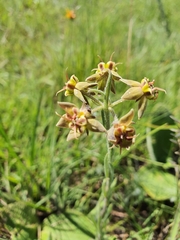 Miraglossum pulchellum