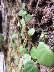 Peperomia serpens