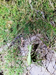 Hierodula jianfenglingensis