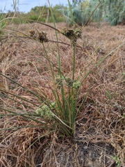 Cyperus elegans