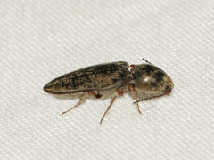 Cardiophorus convexus
