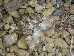 Antapamea conciliata