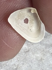 Cumingia antillarum
