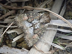 Antapamea conciliata