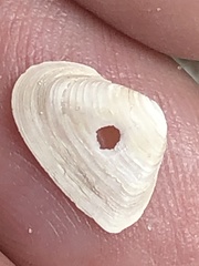 Cumingia antillarum