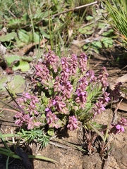 Polygala rhinostigma