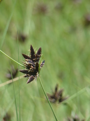 Cyperus macranthus