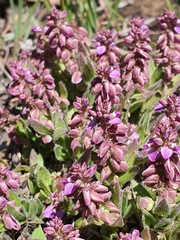 Polygala rhinostigma