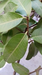 Sideroxylon cartilagineum