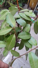 Sideroxylon cartilagineum