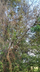 Sideroxylon cartilagineum