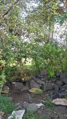 Sideroxylon cartilagineum