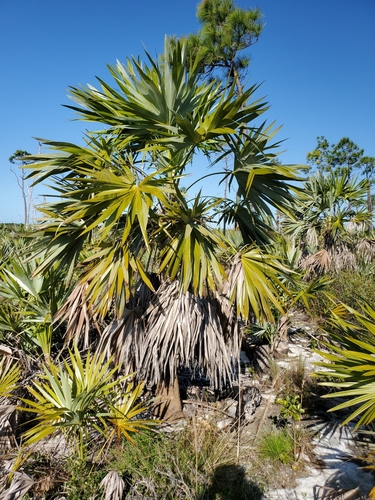 Image of Leucothrinax morrisii by (c) Tom Field, some rights reserved (CC BY)