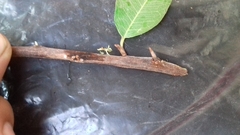 Sideroxylon cartilagineum