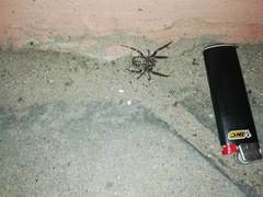 Larinioides