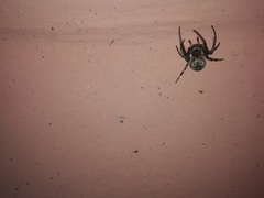 Larinioides
