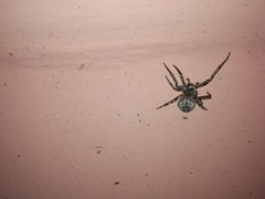 Larinioides