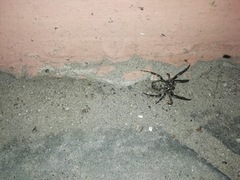 Larinioides