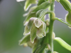 Epipactis phyllanthes