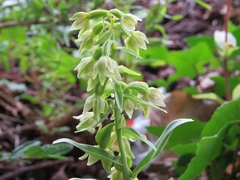 Epipactis phyllanthes