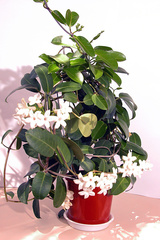 Stephanotis floribunda