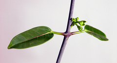 Stephanotis floribunda