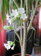 Stephanotis floribunda
