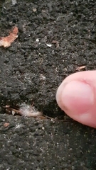 Insecta