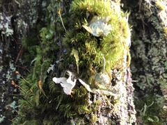 Platismatia norvegica