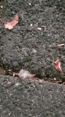 Insecta