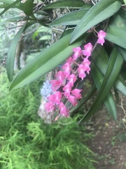 Rodriguezia lanceolata