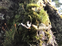 Platismatia norvegica