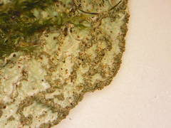 Platismatia norvegica